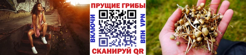 купить наркоту  Ессентуки  Псилоцибиновые грибы прущие грибы 